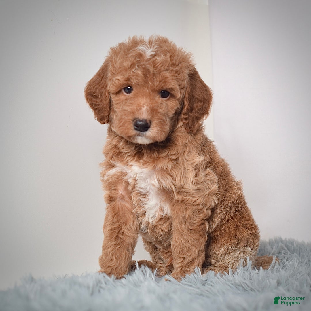 Mini Goldendoodle dogs for sale: Mr. Pluto - Ad 8