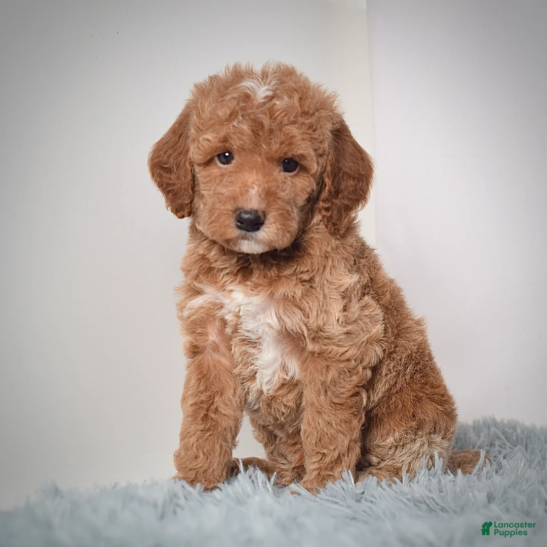 Mini Goldendoodle dogs for sale: Mr. Pluto - Ad 8