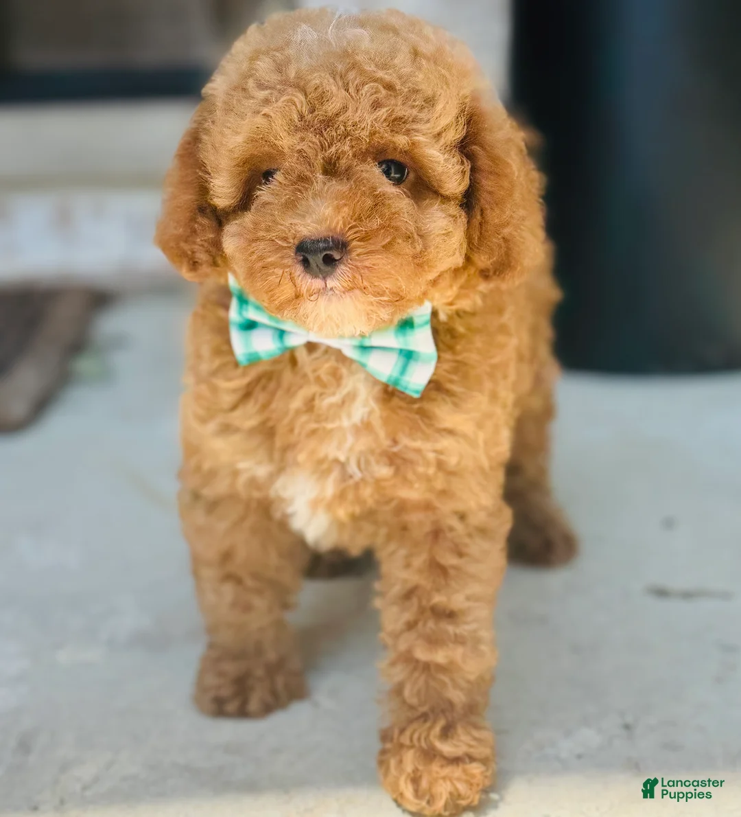 Mini Goldendoodle dogs for sale: Mini Goldendoodle 2 - Ad 2