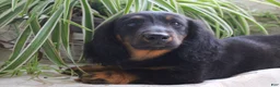Miniature Dachshund dogs for sale: Macaroni - Ad 5