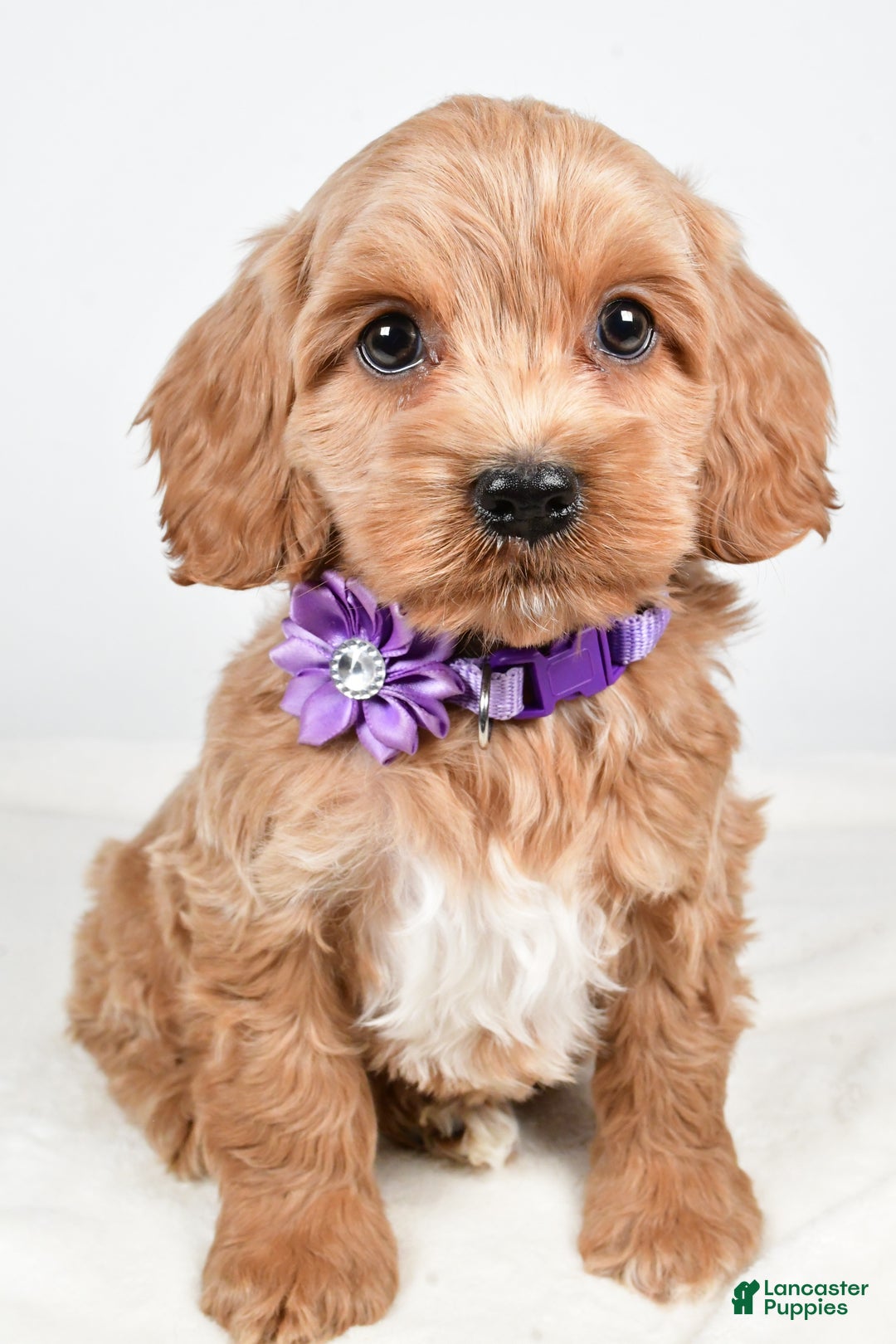 Cockapoo dogs for sale: Cookie - Ad 6