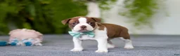 Boston Terrier dogs for sale: Rocky - Ad 3