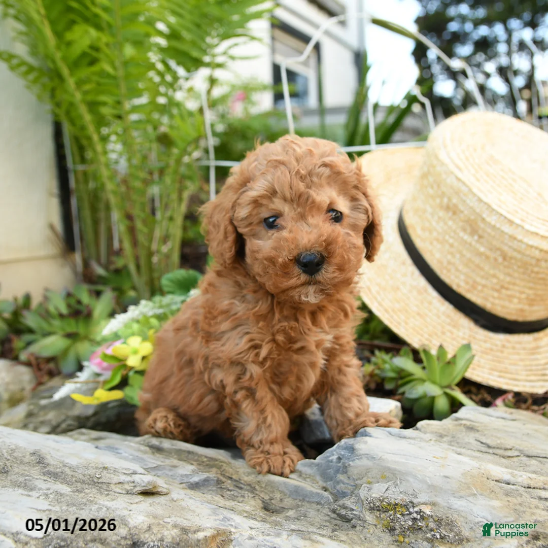 Toy Poodle dogs for sale: Crumb - Ad 3