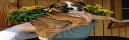 Olde English Bulldogge dogs for sale: Ridge - Ad 4