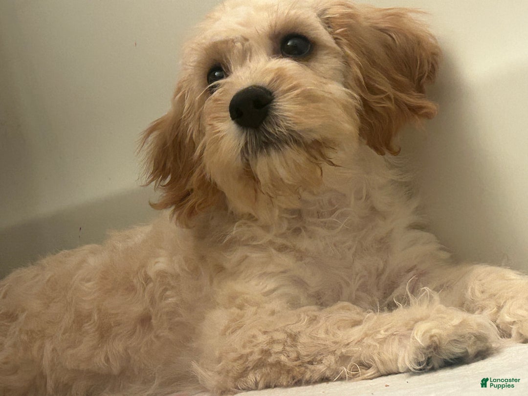 Mixed Breed dogs for sale: Mixed Breed Puppy 1 - Ad 4