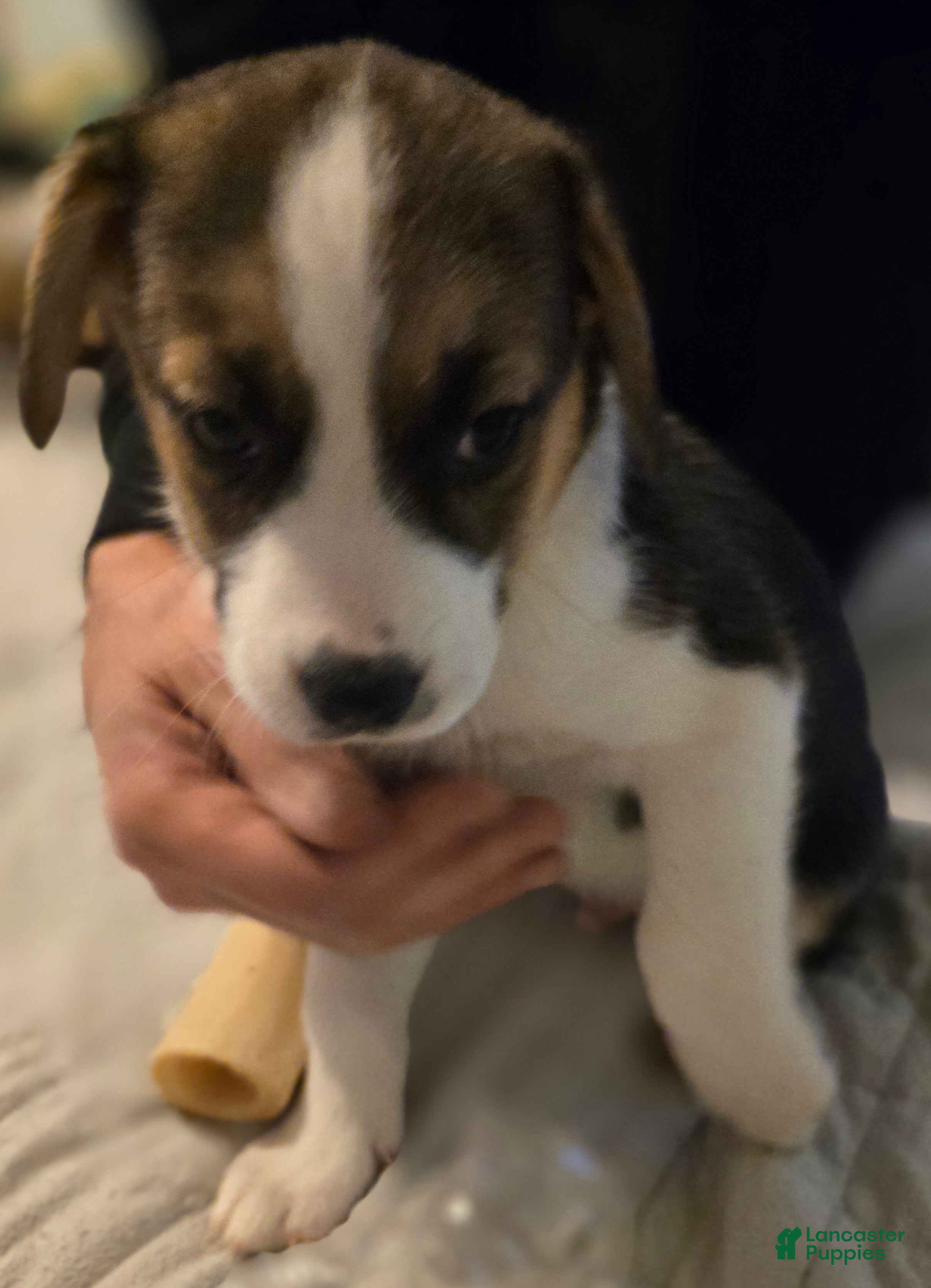 Mixed Breed dogs BLUE - Ad 2