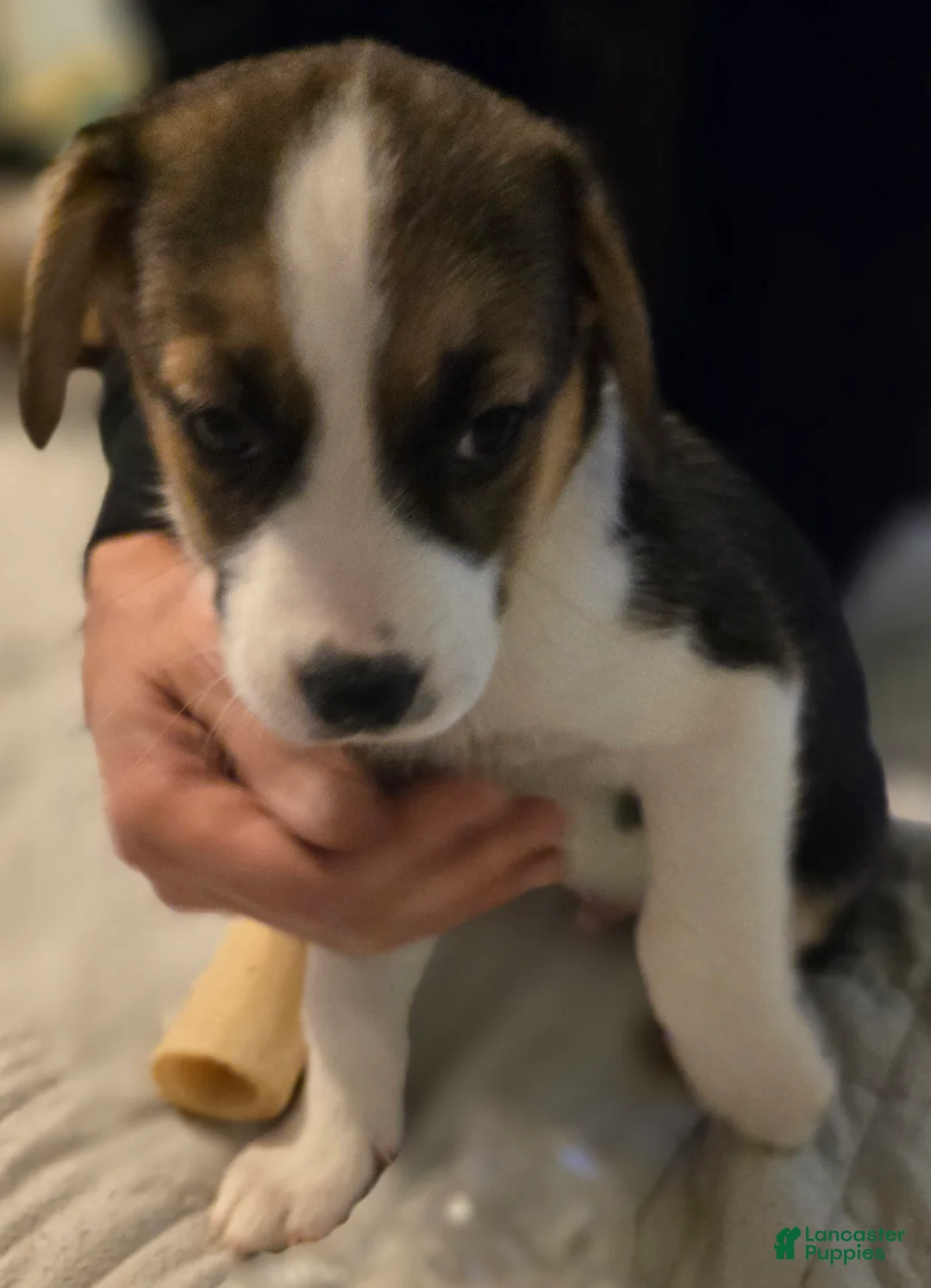 Mixed Breed dogs for sale: BLUE - Ad 2