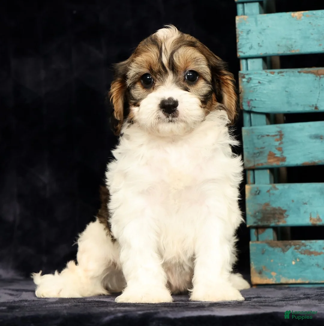 Cavapoo dogs for sale: Kaitlyn - Ad 2