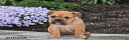 English Bulldog dogs for sale: Dawn - Ad 5