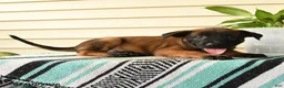 Belgian Malinois dogs for sale: Imani - Ad 5
