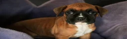 Boxer dogs for sale: Callie - Ad 5