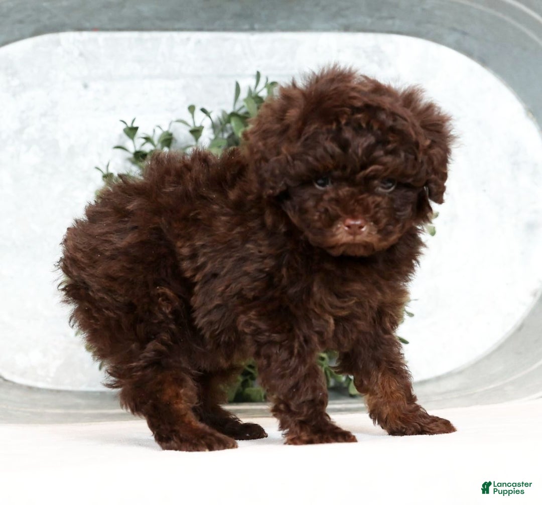 Toy Poodle dogs for sale: Lexie Toy - Ad 5
