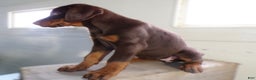 Doberman Pinscher dogs for sale: Doberman Pinscher Puppy 2 Bella - Ad 3