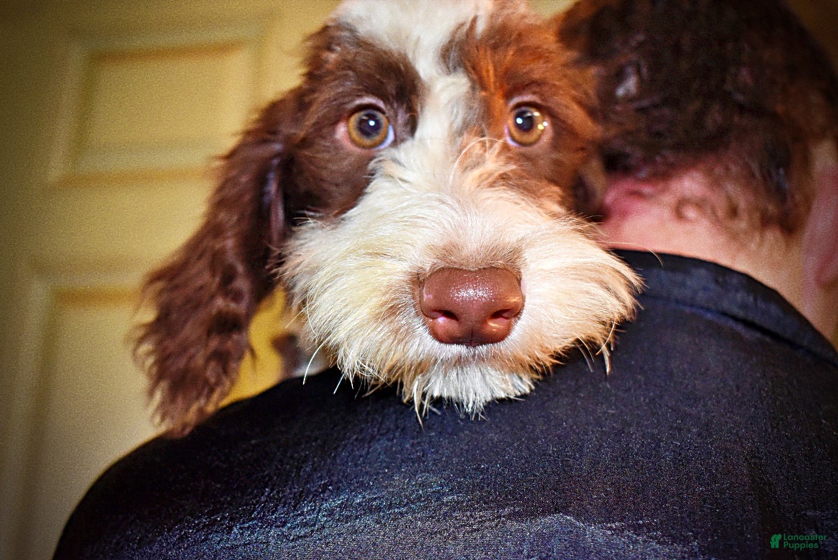 Havapoo dogs Simba - Ad 2