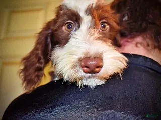 Havapoo dogs Simba - Ad 2