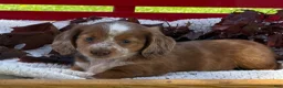 Miniature Dachshund dogs for sale: Boone - Ad 4