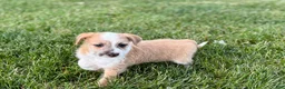 Mixed Breed dogs for sale: Italian greyhound/Havanese Cory  - Ad 8