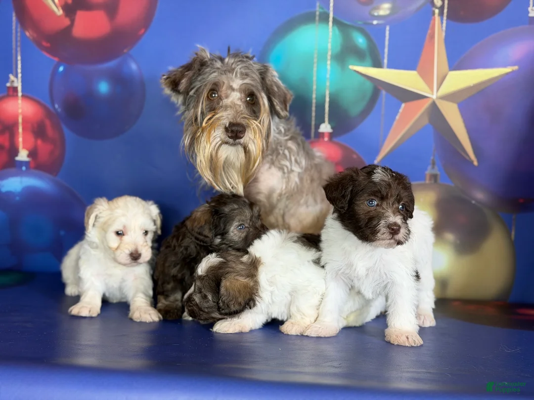 Schnoodle dogs for sale: Blitzen - Ad 7