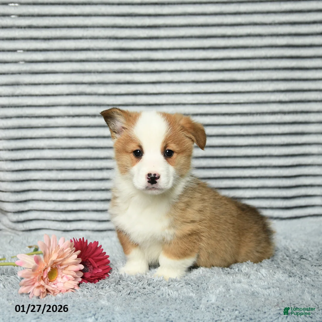 Welsh Corgi Pembroke dogs for sale: Chip - Ad 3