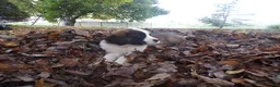 Saint Bernard dogs for sale: Penny - Ad 2