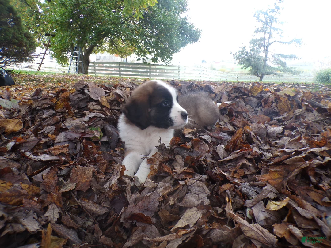 Saint Bernard dogs for sale: Penny - Ad 2