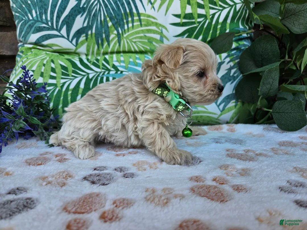 Maltipoo dogs for sale: Ranger - Ad 2