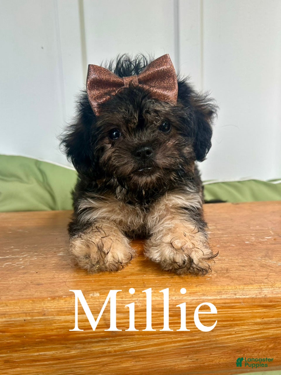 Mixed Breed dogs Millie - Ad 1