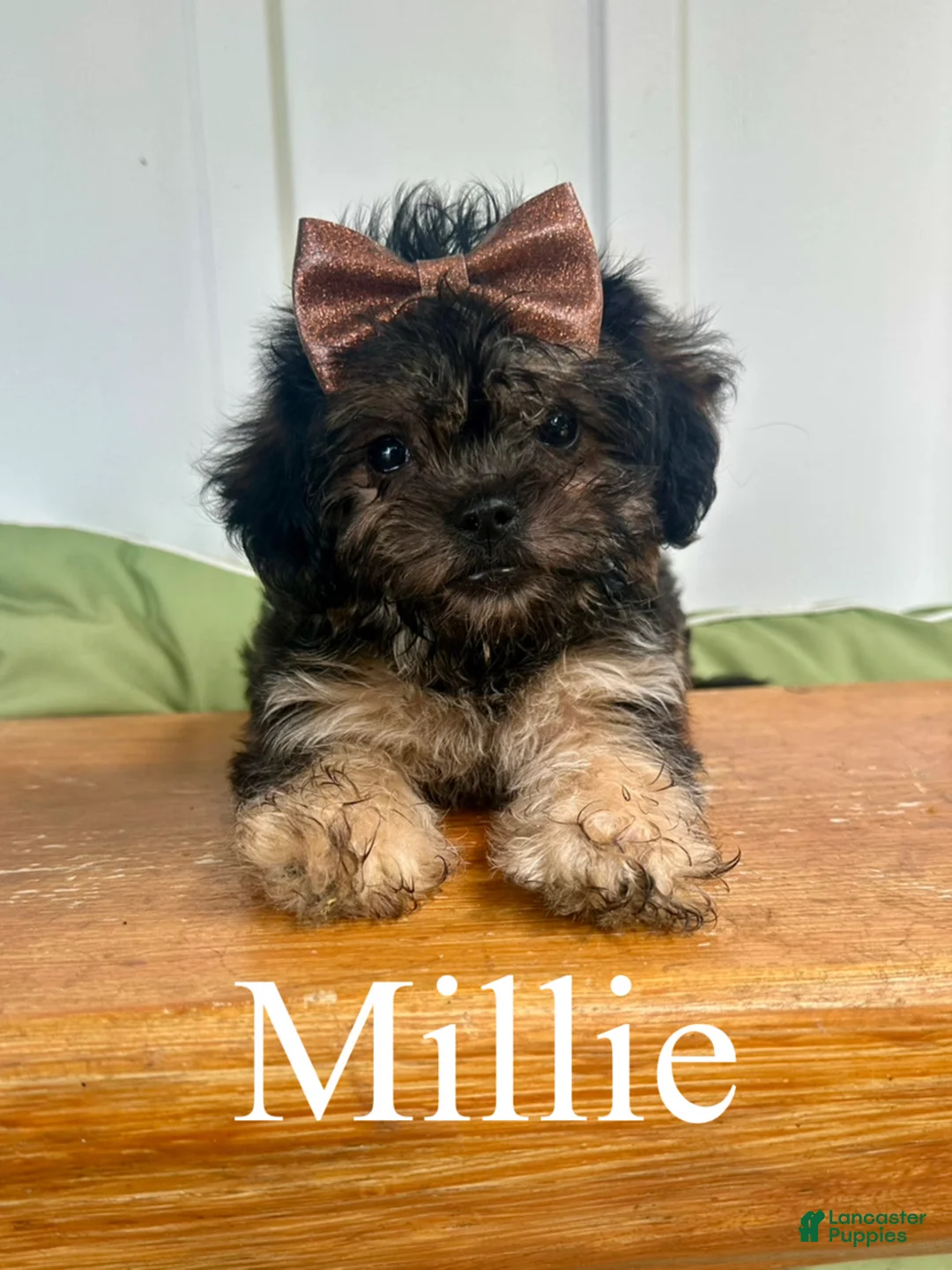 Mixed Breed dogs for sale: Millie - Ad 1