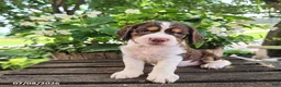 English Springer Spaniel dogs for sale: Ivy - Ad 4