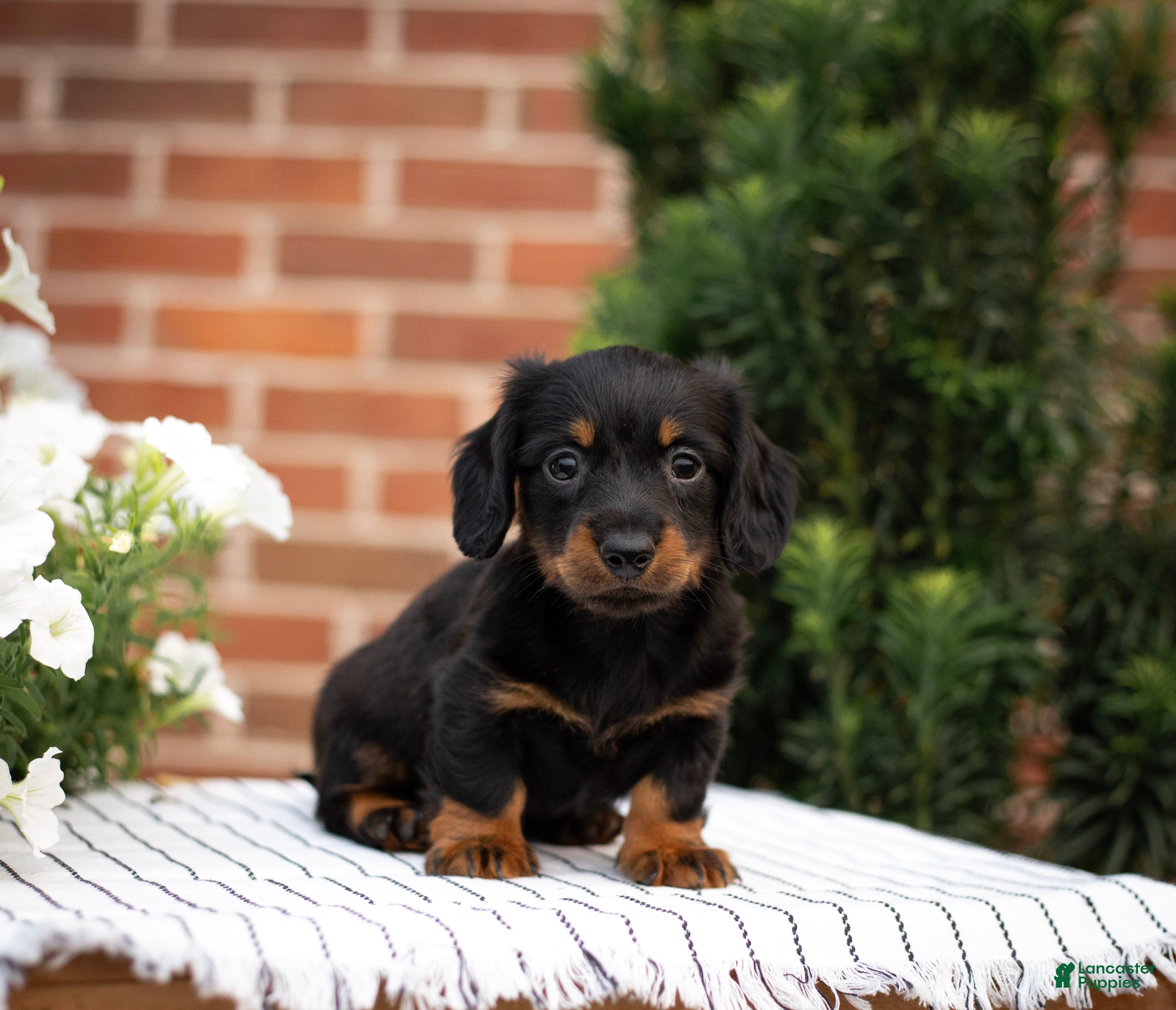 Miniature Dachshund dogs Tucker - Ad 1