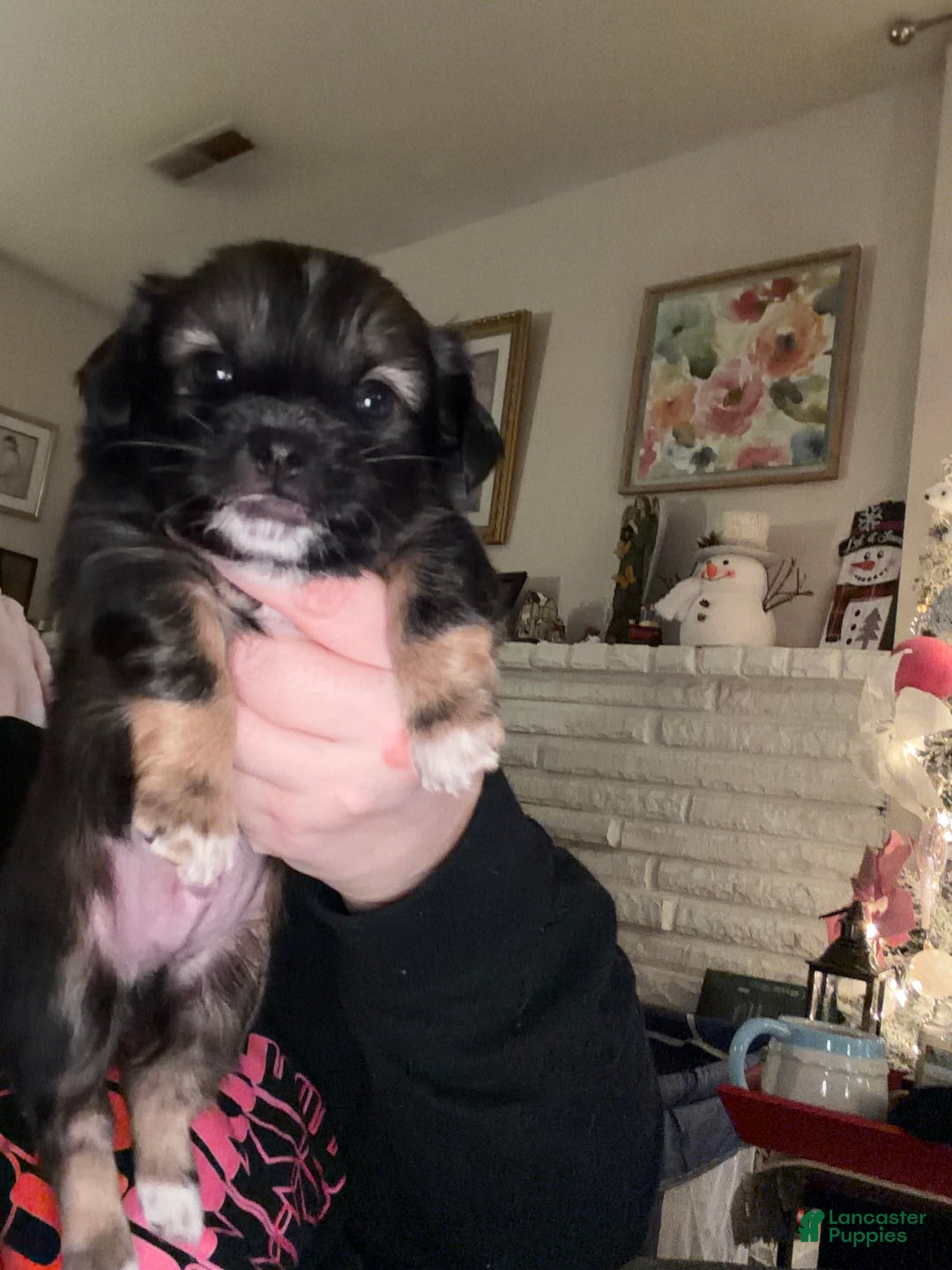 Chihuahua dogs for sale: Harold - Ad 1