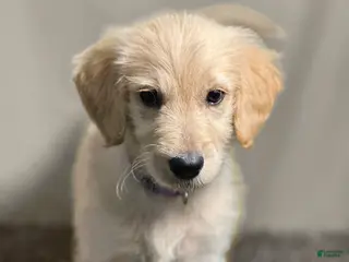 Goldendoodle dogs for sale: Pademe Amidala - Goldendoodle - Ad 2
