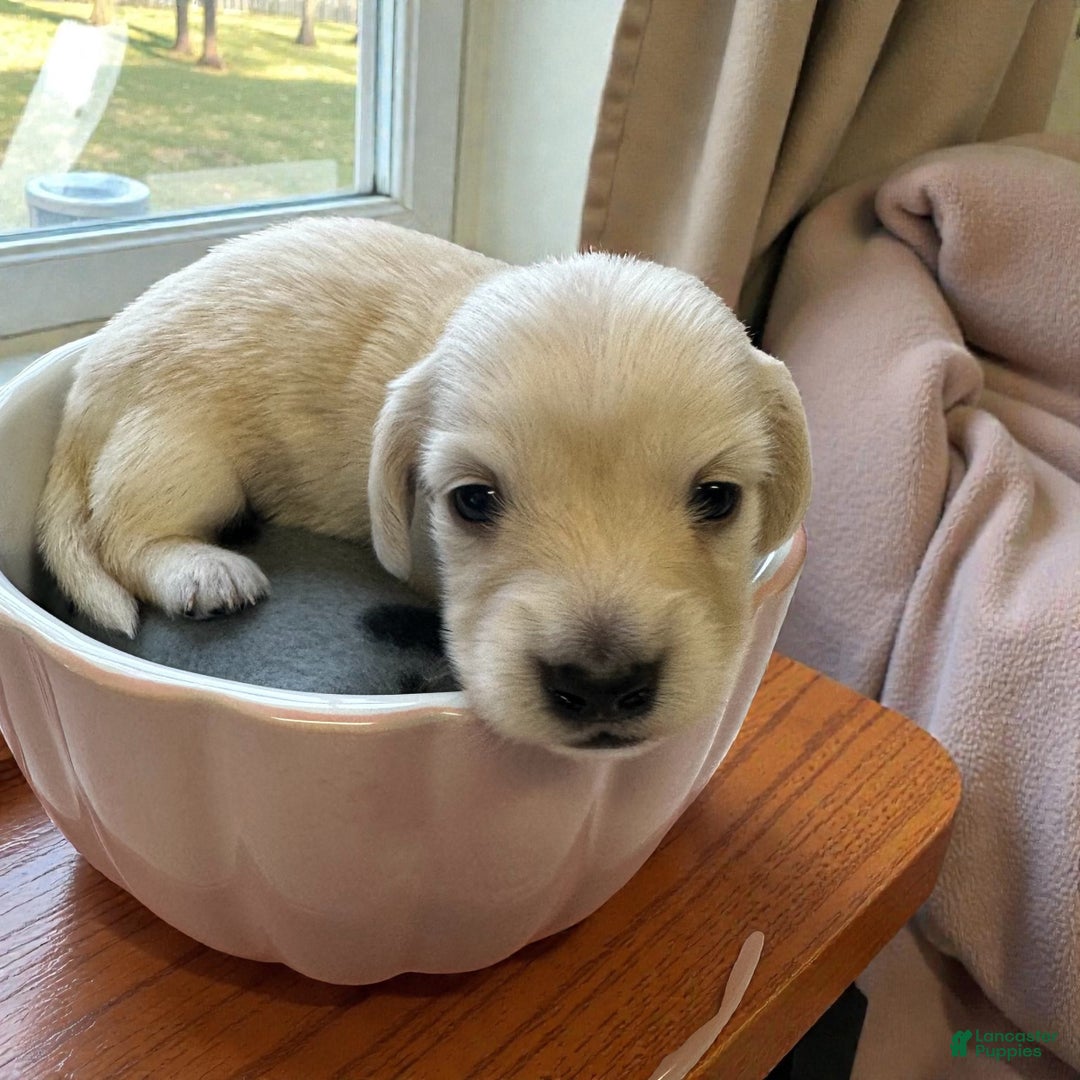 Miniature Dachshund dogs for sale: Leah - Ad 3