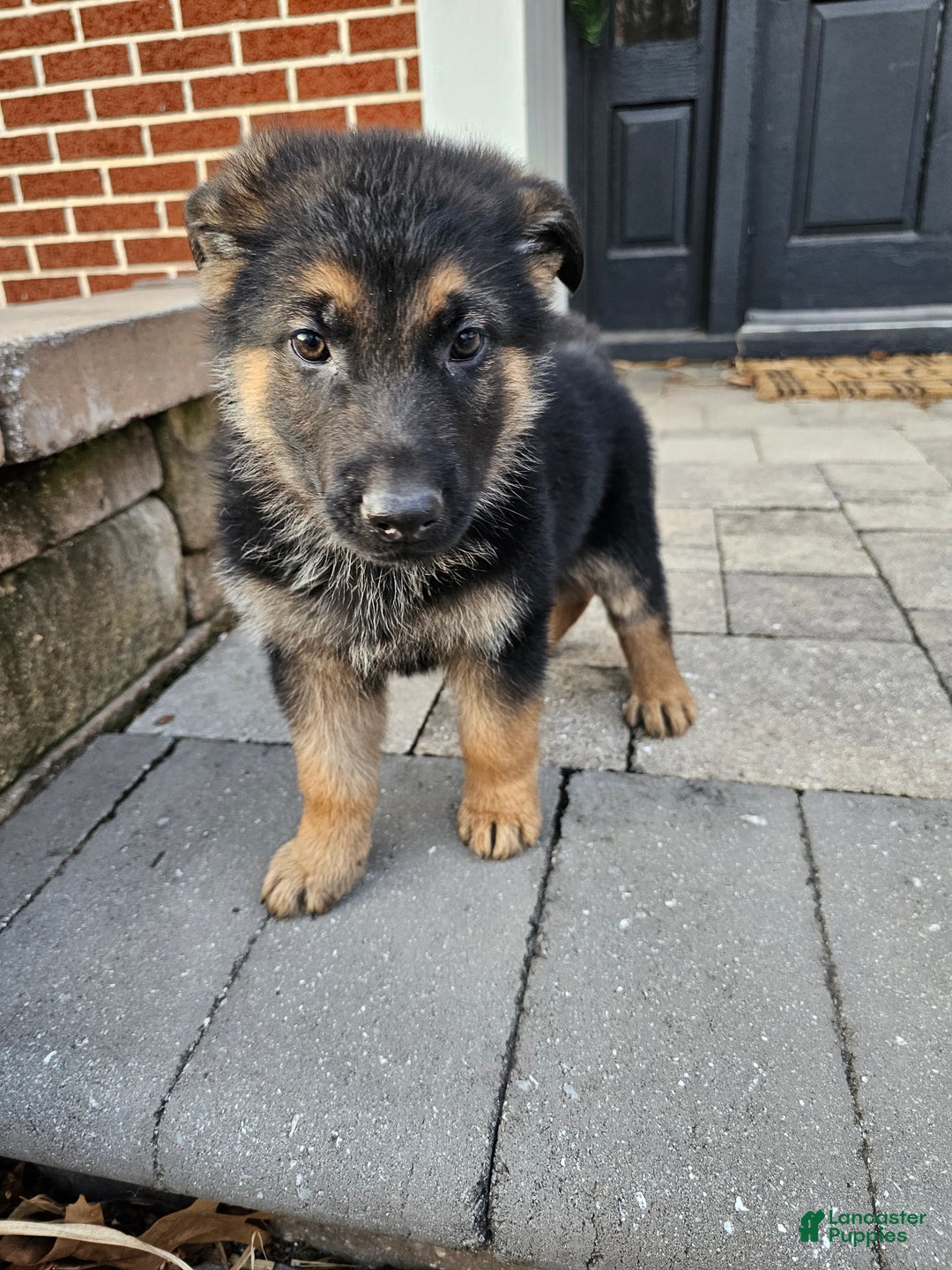German Shepherd dogs for sale: Axel  - Ad 2