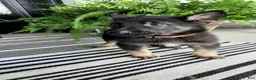 German Shepherd dogs for sale: Finn - Ad 8