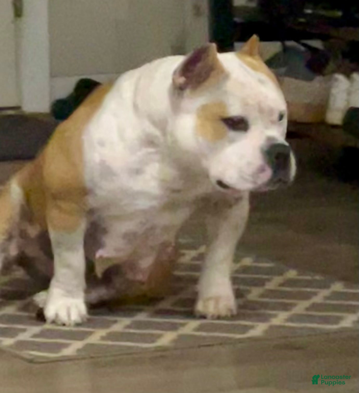 Razors Edge The Legacy Continues