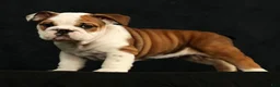 English Bulldog dogs for sale: Ollie - Ad 8