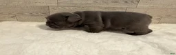 French Bulldog dogs for sale: Tobey - Ad 15