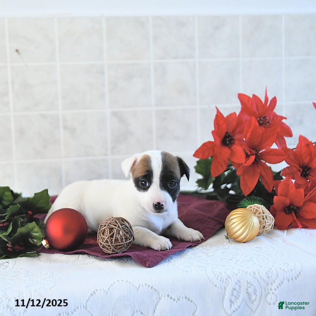 Jack Russell Terrier dogs for sale: Brently - Ad 9