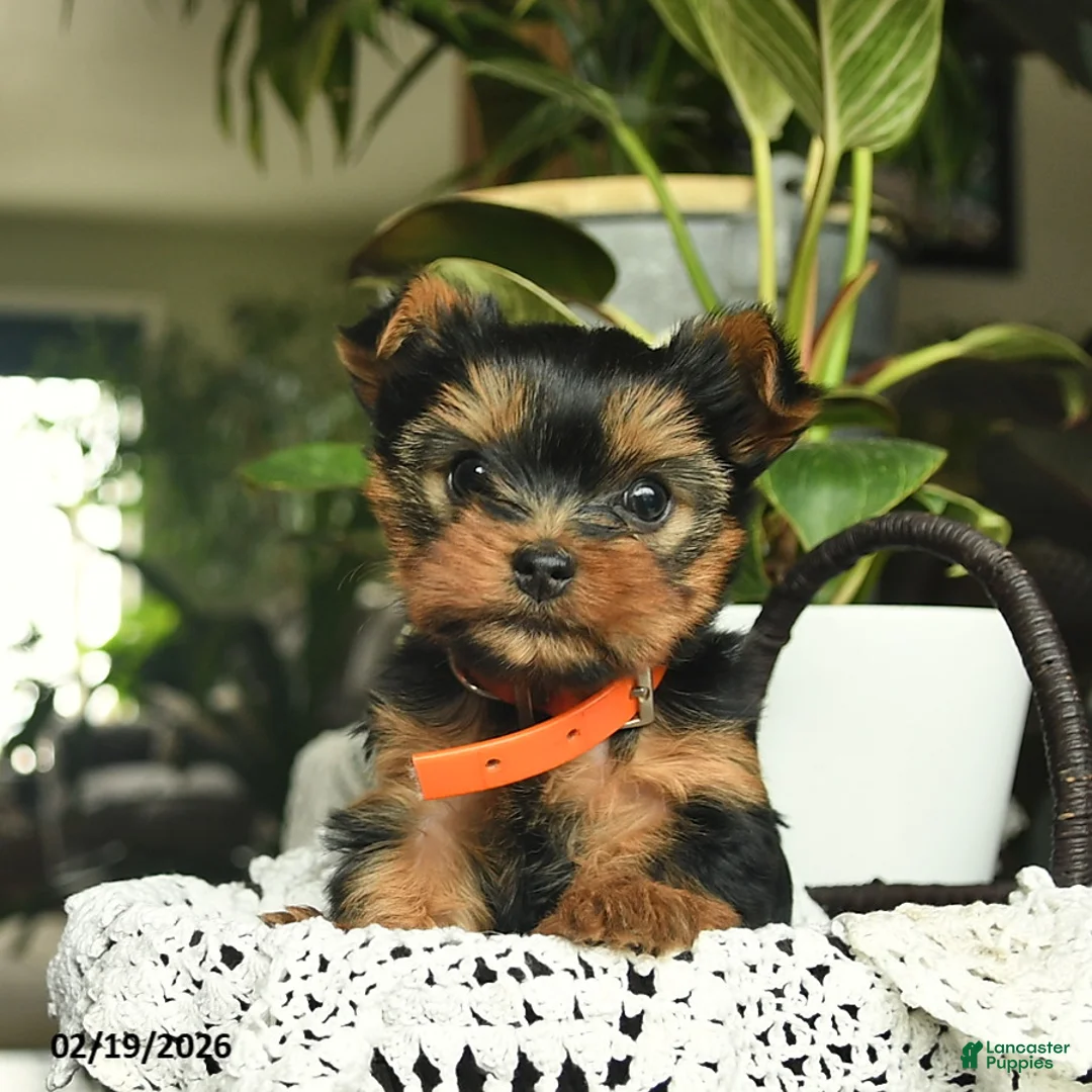 Yorkshire Terrier dogs for sale: Mollie - Ad 3