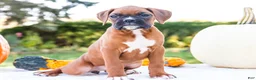 Boxer dogs for sale: Peggy Boxer - Ad 4