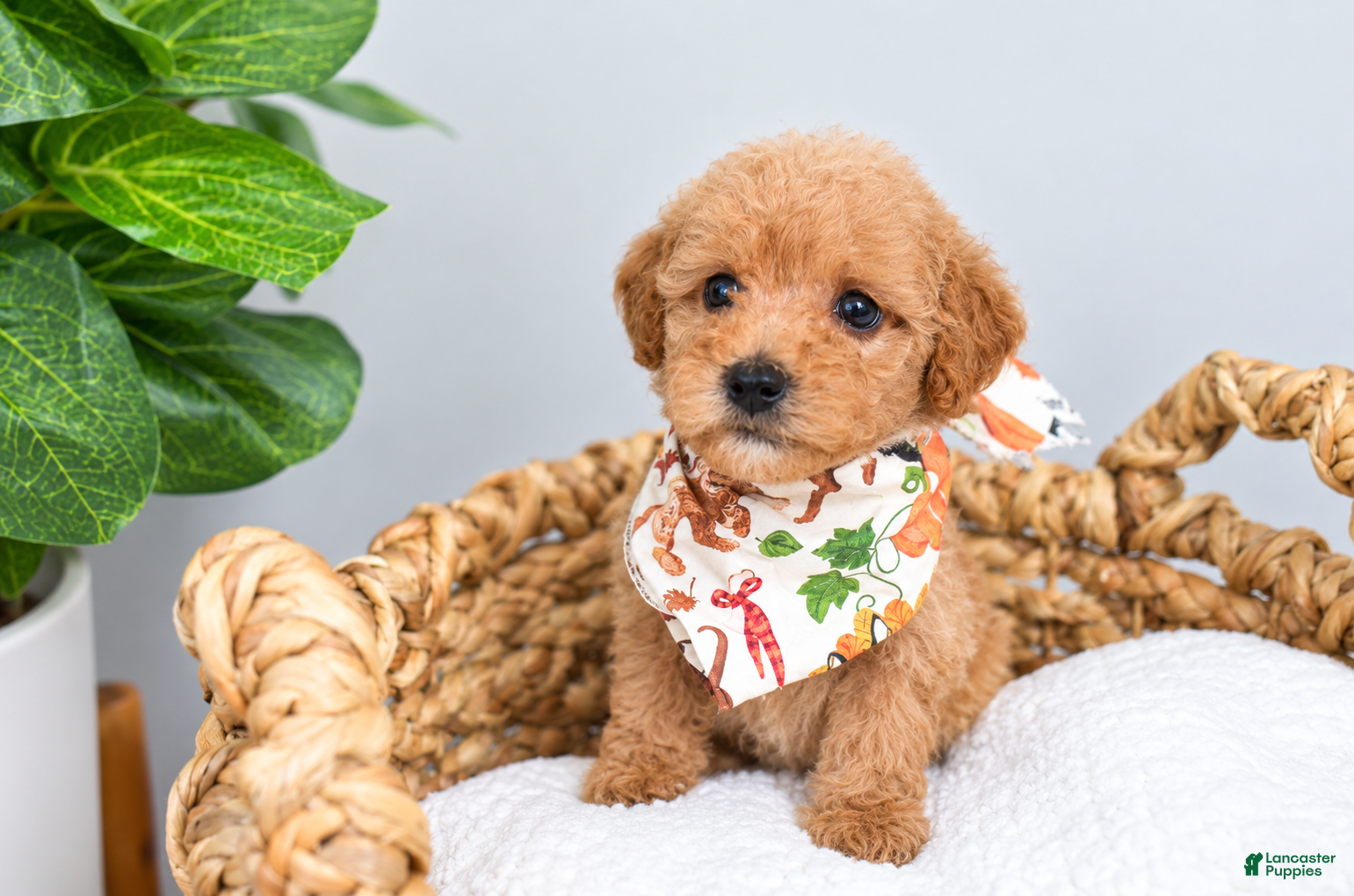 Mini Goldendoodle dogs for sale: Hi! My name is "Chaos!" - Ad 2