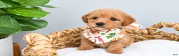 Mini Goldendoodle dogs for sale: Hi! My name is "Chaos!" - Ad 1