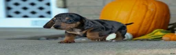 Miniature Dachshund dogs for sale:  Zino 🐕 - Ad 23