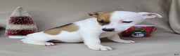 Jack Russell Terrier dogs for sale: FALCON of Westfork  - Ad 2