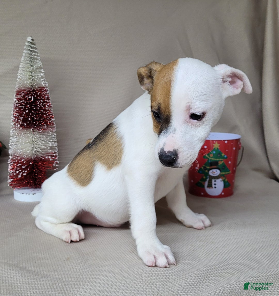 Jack Russell Terrier dogs for sale: FALCON of Westfork  - Ad 2