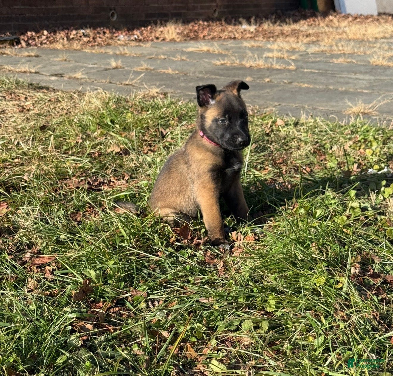 Belgian Malinois dogs Belgian Malinois Puppy 4 - Ad 16