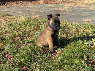 Belgian Malinois dogs Belgian Malinois Puppy 4 - Ad 16
