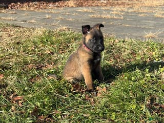 Belgian Malinois dogs Belgian Malinois Puppy 4 - Ad 10