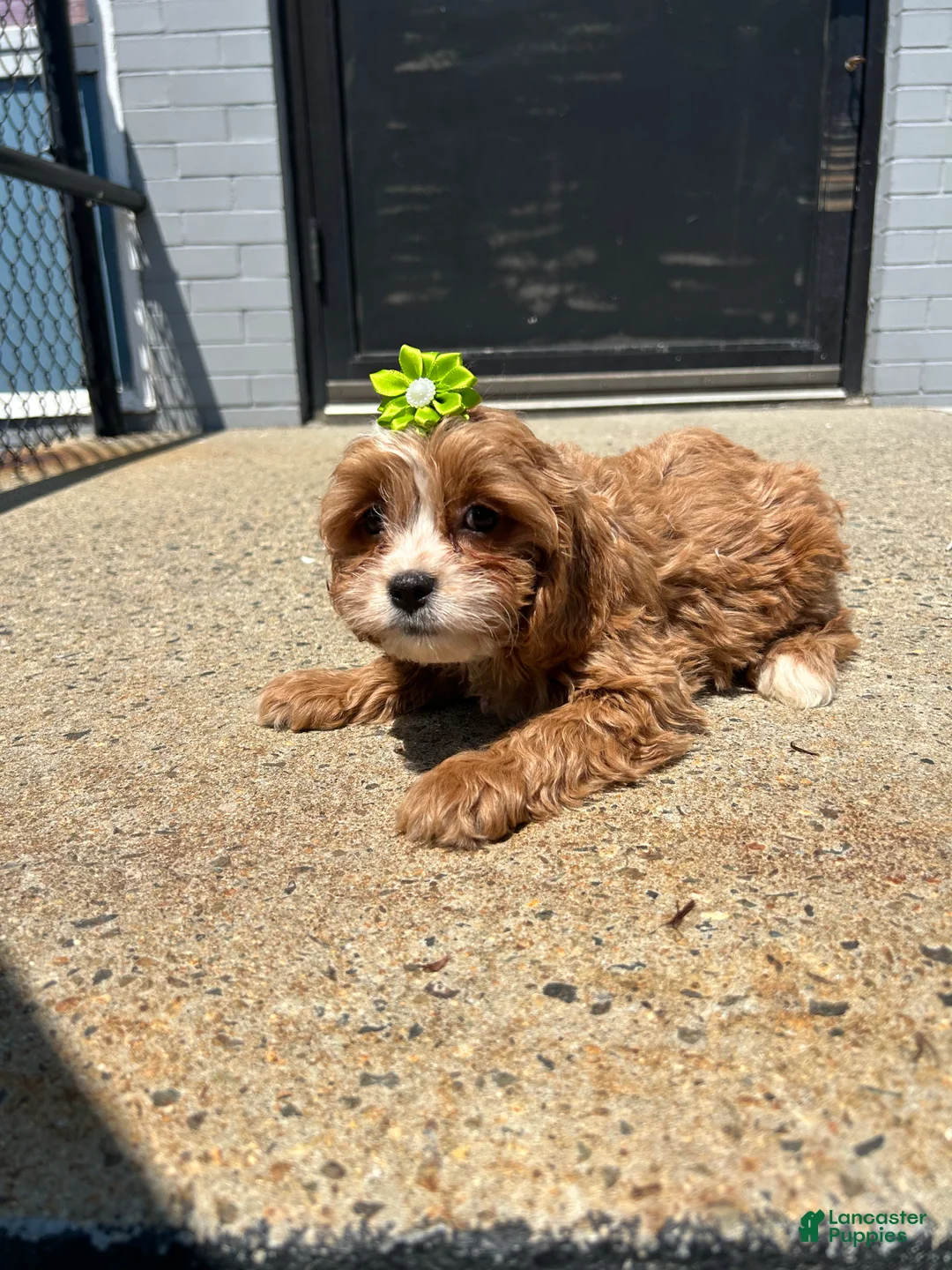 Cavapoo dogs for sale: Cavapoo 4 - Ad 2